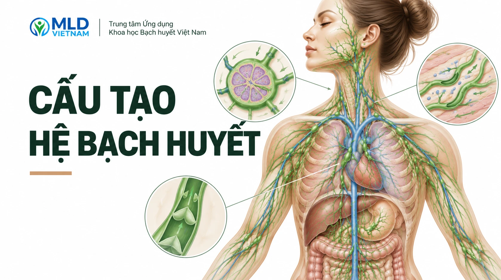 Hệ bạch huyết gồm những bộ phận nào? Tổng quan cấu trúc từ mao mạch đến ống bạch huyết
